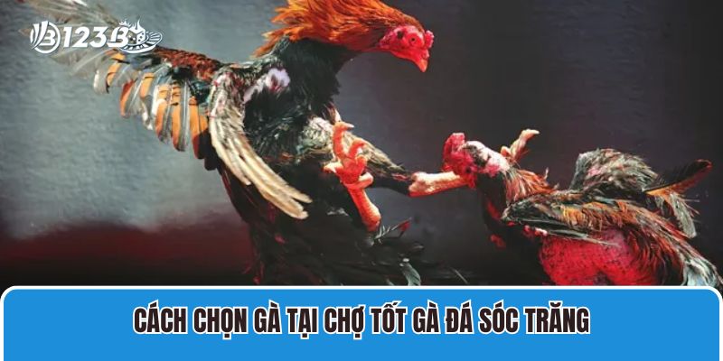 Cách chọn gà tại chợ tốt gà đá Sóc Trăng