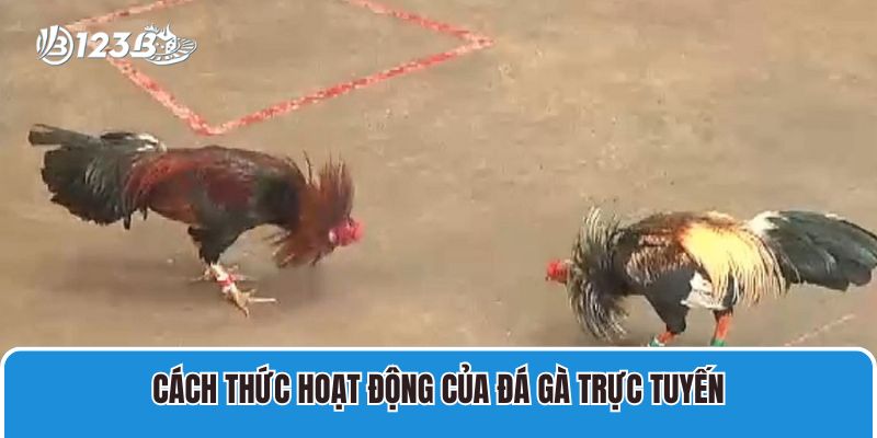 Cách thức hoạt động của đá gà trực tuyến