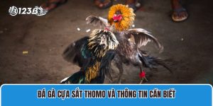 Đá gà cựa sắt Thomo và thông tin cần biết