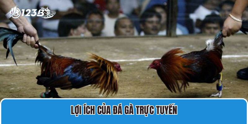 Lợi ích của đá gà trực tuyến