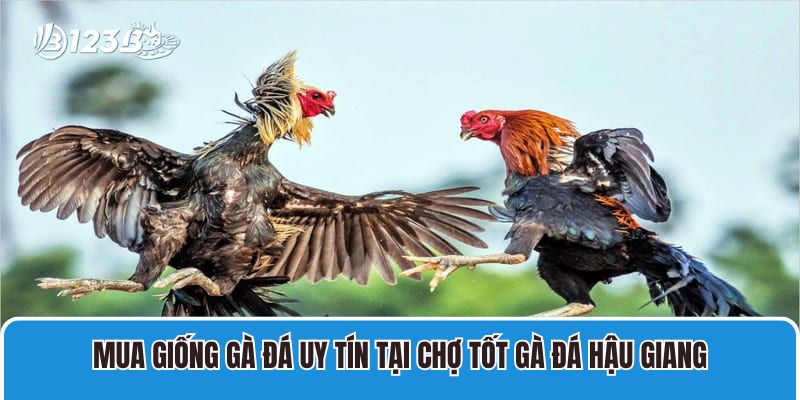 Mua giống gà đá uy tín tại chợ tốt gà đá Hậu Giang