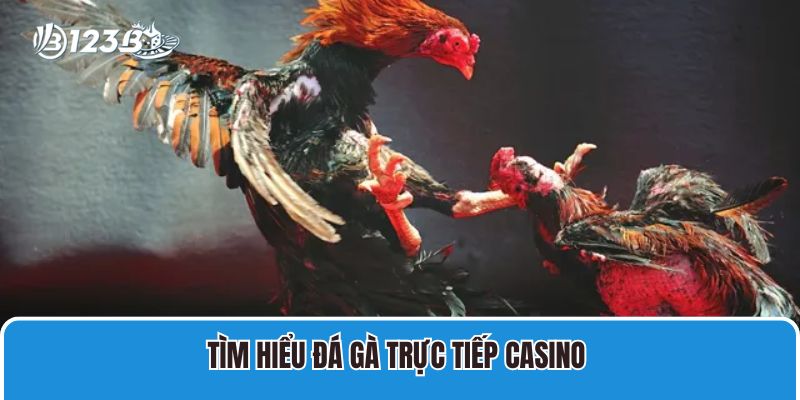 Tìm hiểu đá gà trực tiếp casino